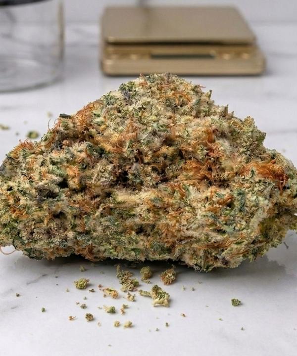 Large frosty Gelato Punch THCA bud with orange hairs on a white marble counter.